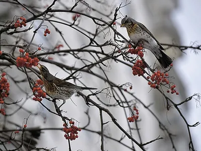 Зимующие птицы Подмосковья - 73 фото
