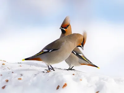Названы птицы, которые перестали улетать на зиму из Московского региона - В  регионе - РИАМО в Реутове