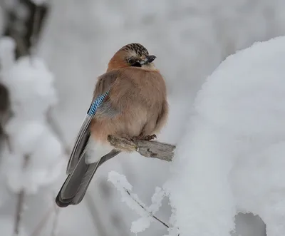 Как правильно подкармливать птиц зимой
