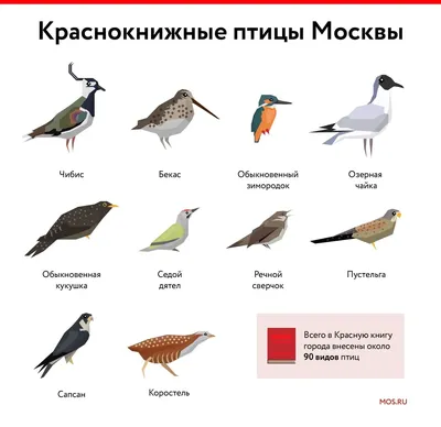 Остаемся зимовать: какие птицы не улетают из Москвы в теплые края / Новости  города / Сайт Москвы