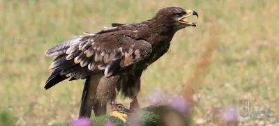 городские птицы | Wild Nature Photo