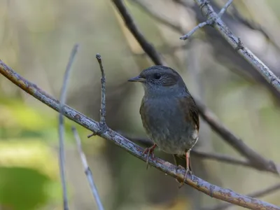 Птицы Самарской области - фото с названиями и описанием