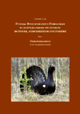 В Пензенской области собрались голубеводы-любители Поволжья