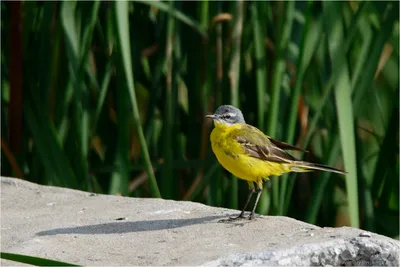 Орнитологи просят жителей городов помочь в подсчёте водоплавающих птиц: в  стране пройдёт акция «Серая шейка»