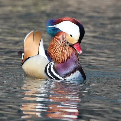 Зимующие птицы приморского края - 78 фото