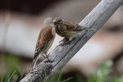 Жизнь птиц « Fotoparus