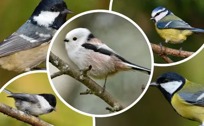 В Окском биосферном заповеднике встречают первых перелётных птиц