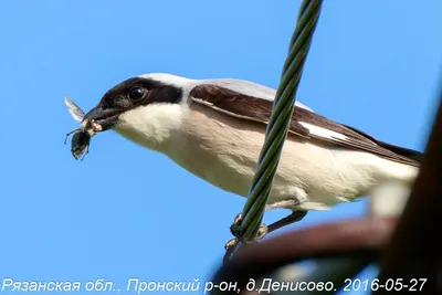 Все перелетные птицы вернулись в Рязанскую область - Центр || Интерфакс  Россия