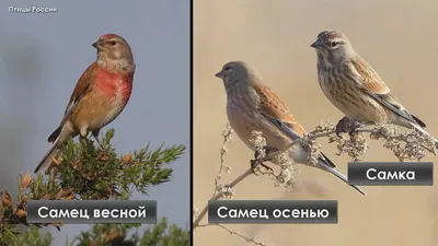 Птицы Рязанской области - фото с названиями и описанием