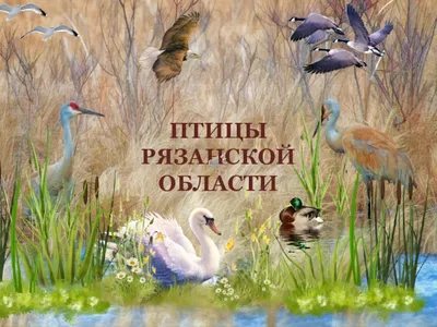 Четвертый очерк - отряд: Соколообразные Falconiformes