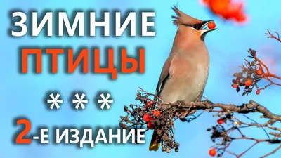 Птицы верхневолжья - картинки и фото poknok.art