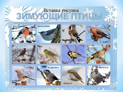 Птицы россии зимой фото фотографии
