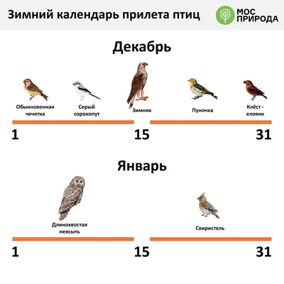 Зимующие птицы» Викторина 2023, Атнинский район — дата и место проведения,  программа мероприятия.