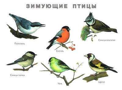 Москвичам рассказали, каких животных и птиц можно встретить в столице зимой