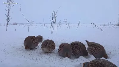 Зимующие птицы. Картинки, стихи и вопросы к мероприятию Зимующие птицы и  зимние кормушки.