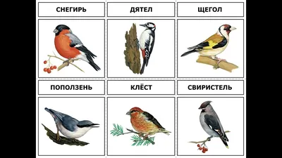 Сегодня - День синички. Учимся заботиться о птицах зимой - Тобольская правда