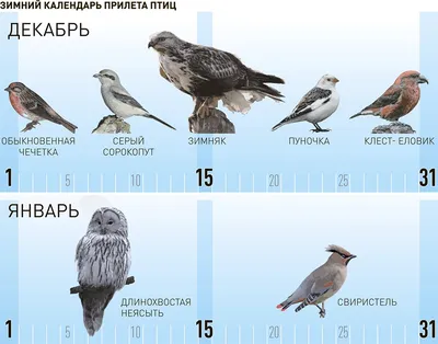 Какие птицы прилетели зимовать в столицу и нужно ли их подкармливать -  Российская газета