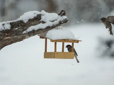 Как кормить птиц зимой:... - Приокско-Террасный заповедник | Facebook