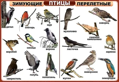 Покормите птиц зимой | Государственный природный заповедник Малая Сосьва