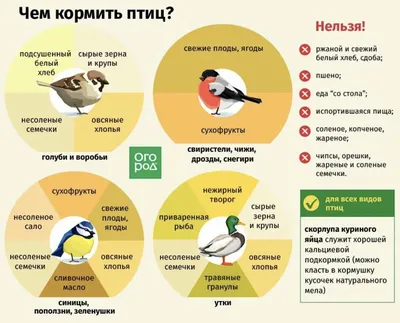 Покормите птиц 2018 - Национальный парк \"Смоленское Поозерье\"