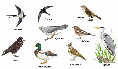 Перелетные птицы Ростова и Ростовской области