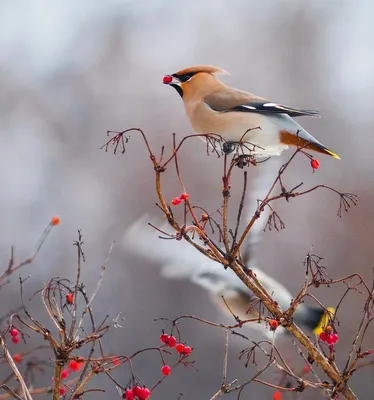 Зимующие птицы Ростовской области - 97 фото