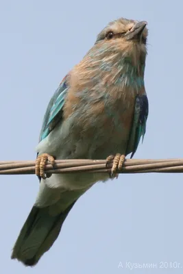 Птицы ростовской области - фото с названиями и описанием