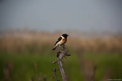 Птицы Ростовской области #2 | Пикабу