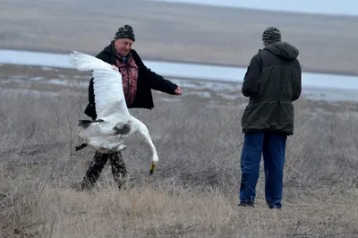 Не ест своих детей и любит только рыбу»: самая большая чайка Ростовской  области иногда навещает Волгодонск