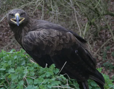 Синицевые (Paridae) - Воробьеобразные Passeriformes - Классификатор птиц  Таганрога и Неклиновского района - Птицы Ростовской обл.В основе-Птицы  Таганрога/Некл.р-на