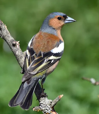 Сойка (Garrulus glandarius). Птицы Дальнего Востока России.