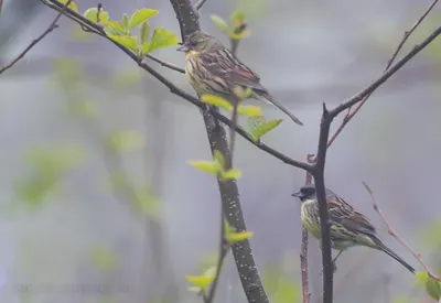 Сахалин – Курилы. Часть 5. Кунашир - Дневник наблюдений птицДневник  наблюдений птиц