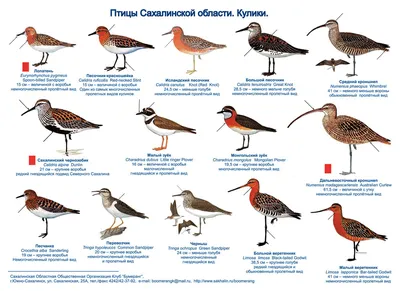 Начали прямо падать\": в Углегорске обнаружили мёртвых птиц - Новости  Сахалинской области. Происшествия - astv.ru