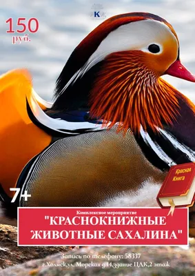 Сахалин – Курилы. Часть 5. Кунашир - Дневник наблюдений птицДневник  наблюдений птиц