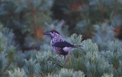 Birds of Sakhalin and Kuriles - Птицы Сахалинской области | Facebook