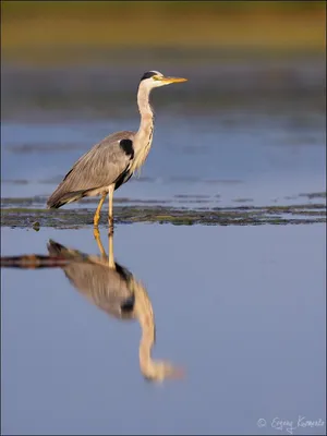 Фотография Обыкновенная пустельга (Falco tinnunculus). Птицы Охотского моря  и Сахалина | Фотобанк ГеоФото/GeoPhoto | GetImages Group