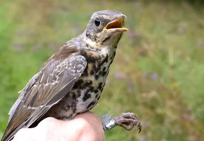 Сахалинская пеночка - eBird