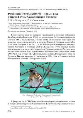 Наши замечательные соседи – звери, рыбы, птицы Сахалина... | Ых-миф (Сахалин)  - моя родина | Дзен