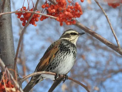 Сахалинский сверчок - eBird