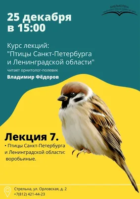 Водяной пастушок | Красная книга Санкт-Петербурга