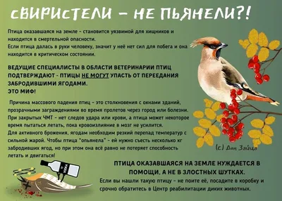 Фотограф из Петербурга за два дня запечатлел представителей четырех видов  краснокнижных птиц