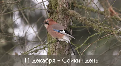 Адреса Петербурга | Ласточка