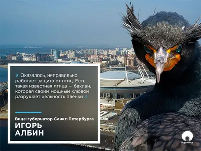 На юго-западе Петербурга заметили первые гнезда птиц в черных «масках» |  ОБЩЕСТВО | АиФ Санкт-Петербург