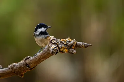 Periparus ater или titmouse) — вид воробьиных птиц семейства paridae. |  Премиум Фото