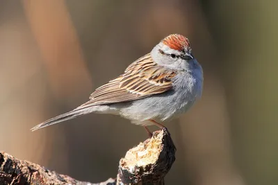 Passer hispaniolensis — мавританский воробей — вид воробьиных птиц  семейства воробьиных. | Премиум Фото