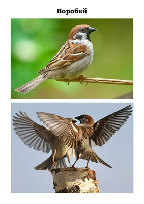 Сиалии — род воробьиных, семейства дроздовых (Turdidae). / живность ::  Bluebird :: птицы / смешные картинки и другие приколы: комиксы, гиф  анимация, видео, лучший интеллектуальный юмор.