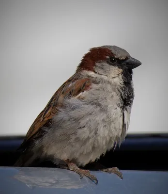 Банановый Орех Вид Воробьиных Птиц Из Семейства Танагеров Thraupidae —  стоковые фотографии и другие картинки Банановый певун - iStock