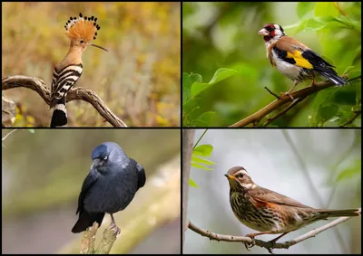 Белобровая плюмажная котинга (лат. Iodopleura isabellae) — вид воробьиных  птиц из семейства титировых. Обитают в западной и… | Pet birds, Pretty  birds, Exotic birds