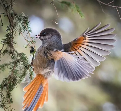 Горихвостка - небольшая птичка с рыжим хвостом - Михаил Соколов