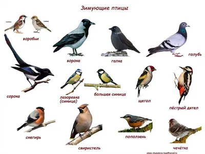Птицы наши друзья. Зимующие и перелётные птицы - online presentation